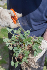 An elderly man transplants strawberries in the garden in the spring