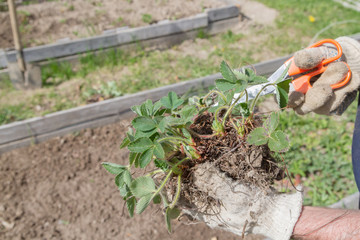 An elderly man transplants strawberries in the garden in the spring