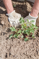 An elderly man transplants strawberries in the garden in the spring