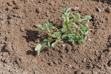 An elderly man transplants strawberries in the garden in the spring