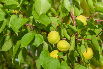 Apricots grow and Mature on a branch in early summer