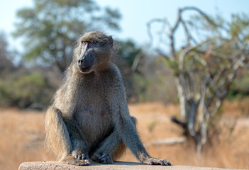 Baboon being vigilant in Krueger National Park in South Africa