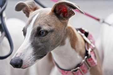 Closeup portrait of afghan greyhound dog head