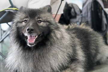 Black and silver Keeshond German spitz breed closeup on head with open mouth