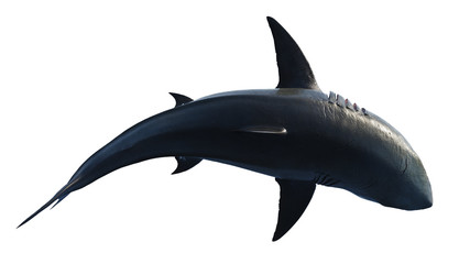 White shark marine predator big swimming, top view. 3D rendering - 292241475