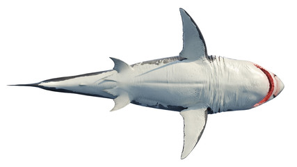 White shark marine predator big, bottom view. 3D rendering