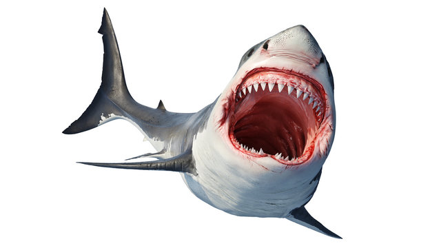 White shark marine predator big open mouth and teeth. 3D rendering