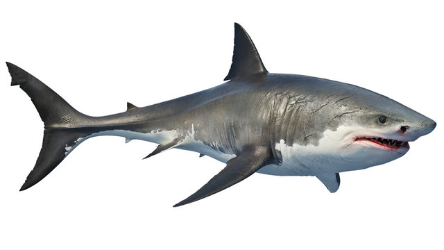 White shark marine predator big. 3D rendering