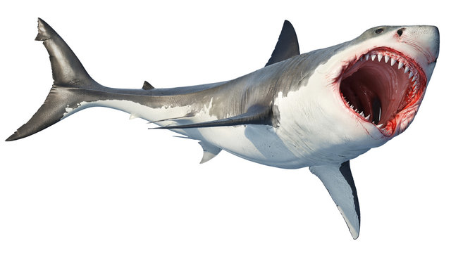 White shark marine predator big open mouth. Isolated background. 3D rendering