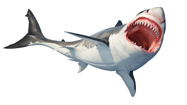 White shark marine predator big open mouth. Isolated background. 3D rendering