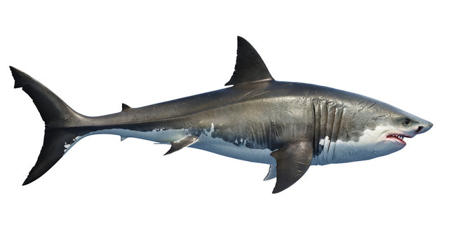 White shark marine predator big, side view. 3D rendering
