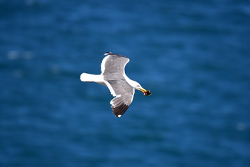 seagull in flight
