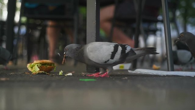 dove eating pecking at the ground looking for food bread at city square in city park cafe pecks pigeon