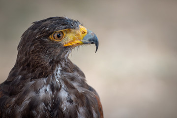 Obraz premium rapaci