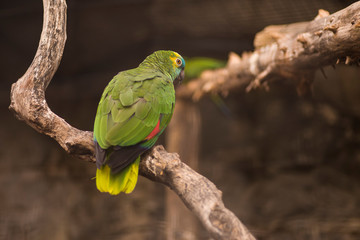 small parrot or green parrot perched on branch inside a cage or flyer