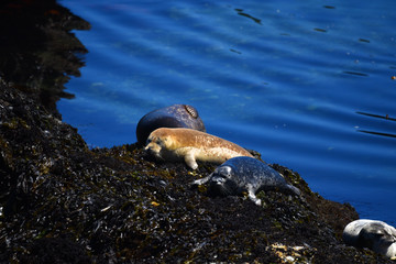 relaxing seals