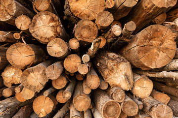 Timber storage area where large amount of wood is stored.