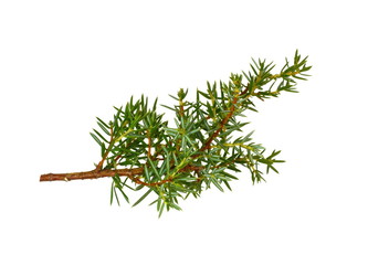 Fir tree branch isolated on white background. Pine branch. Christmas background. Twig of Christmas tree, element for decoration of Christmas decor branch of green spruce. Pine branch isolate on white 