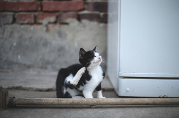A small fluffy cat sits on the floor and scratches itself