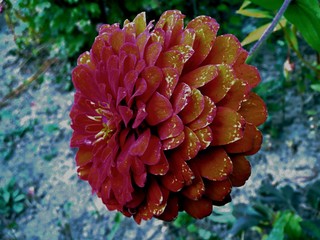 red flower in the garden