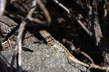 lizard on rock