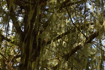 spanish moss in tree