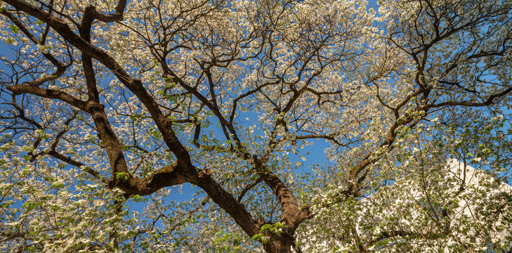 Flowering Dogwood, Atlanta, Georgia
