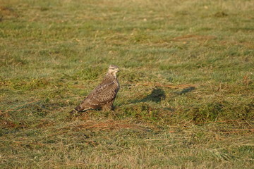 Jastrząb ,ptak drapieżny ,ptak © LBanacki