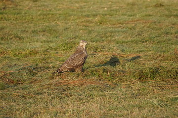 Jastrząb ,ptak drapierzny ,ptak © LBanacki
