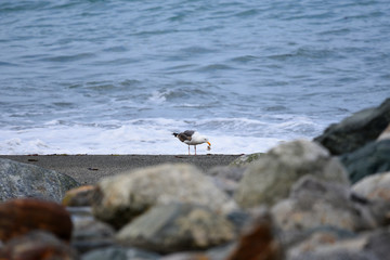 Seagulls on Beach