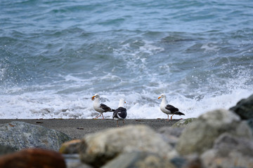 Seagulls on Beach