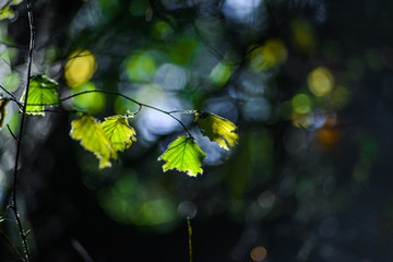 Green Leaf On Branches Refuse To Change Color During Fall Season In The Pacific Northwest Forest, Washington, United States