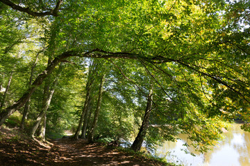 Romantic solitude Path with old big Trees about River Sazava in Central Czech