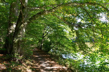 Romantic solitude Path with old big Trees about River Sazava in Central Czech