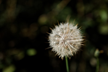 Close up of a dandelion isolated from the black background.