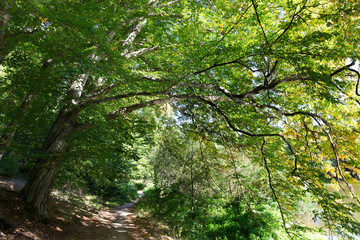 Fototapeta premium Romantic solitude Path with old big Trees about River Sazava in Central Czech