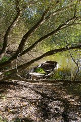 Old damage Rowboat with old big Trees about River Sazava in Central Czech