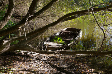 Old damage Rowboat with old big Trees about River Sazava in Central Czech