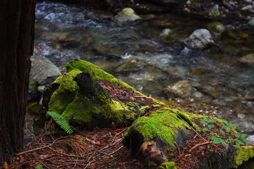 moss on log