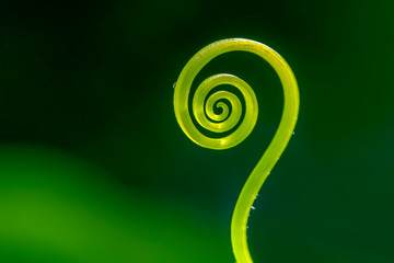 Tendrils of plants by taking very close up shots