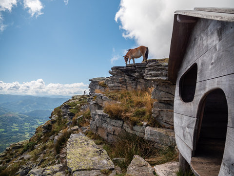 Pottok en haut de la rhune