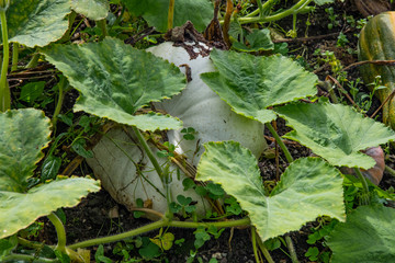 A pale green pumkpin hidden under leaves in autumn