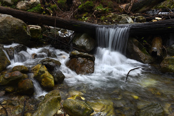 Obraz na płótnie Canvas waterfall in the redwoods