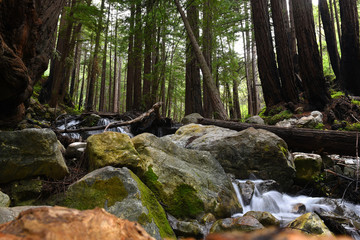 river in the redwoods