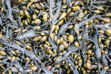 Bladder wrack seaweed (Fucus vesiculosus)