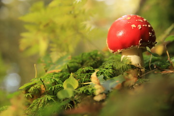 fly agaric in forest