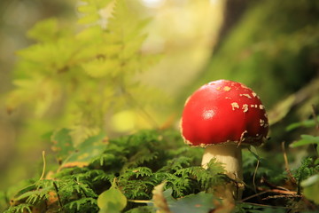 fly agaric mushroom in the forest