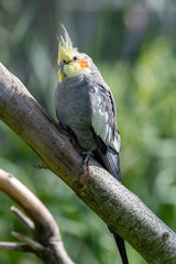 Beautiful Cockatiel Perched in a Tree