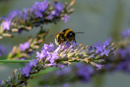 Beautiful  Bee macro in green nature - Stock Image