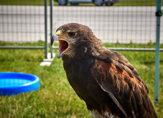 Hawk